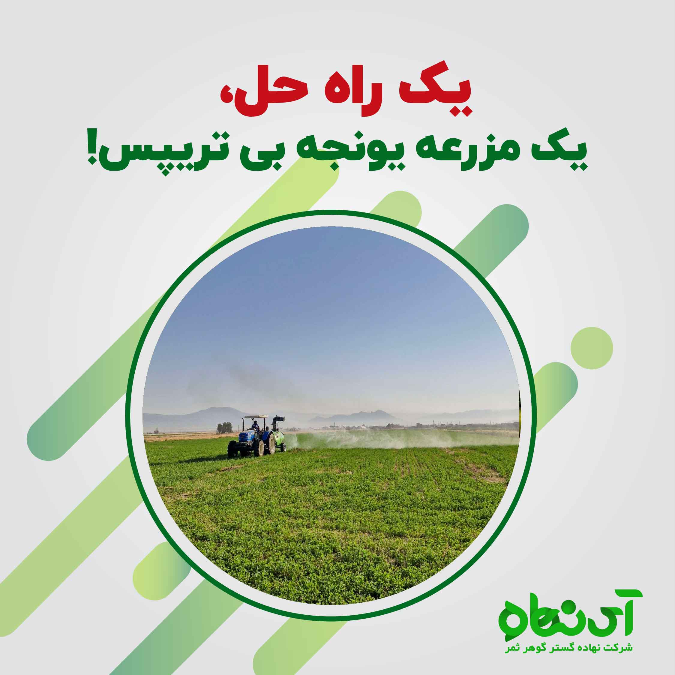 یک راه حل، یک مزرعه یونجه بی تریپس!